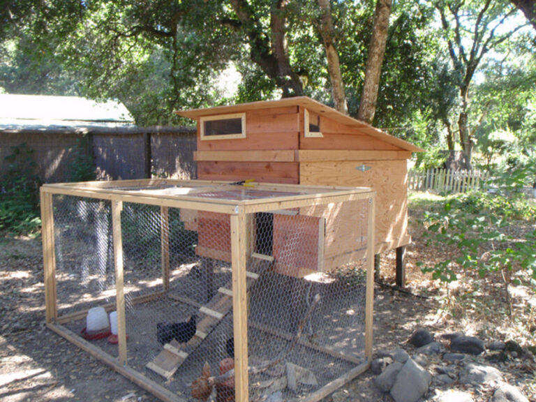 Backyard Chickens