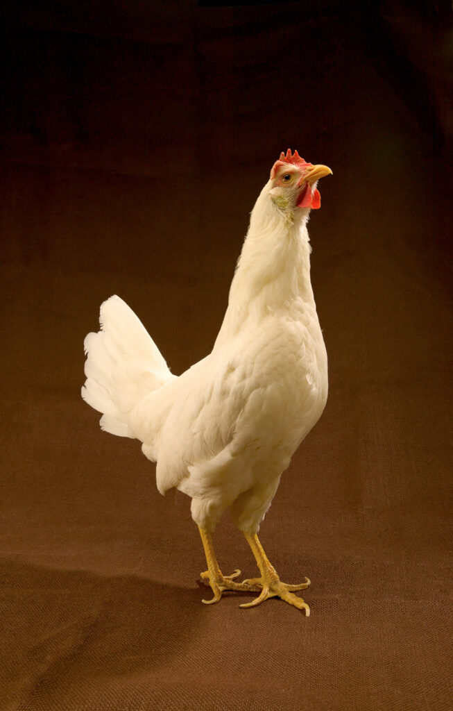 White backyard hen standing alert, used for homesteading tutorials on chicken care, feeding, and coop management.