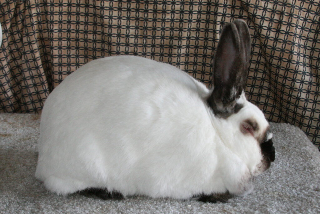 A California rabbit with dark markings on its ears, nose, and around the eyes sitting on a textured surface in front of a patterned fabric backdrop.