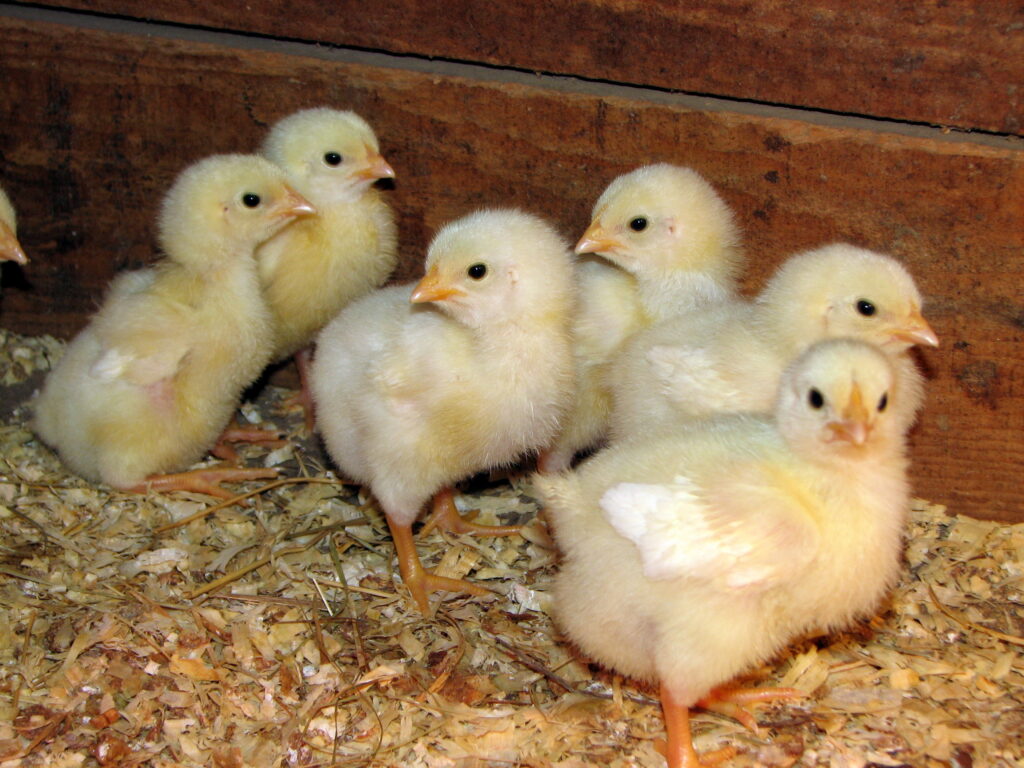 “Six yellow broiler chicks standing on wood‑shavings bedding inside a warm brooder, early‑stage meat flock for homesteading.