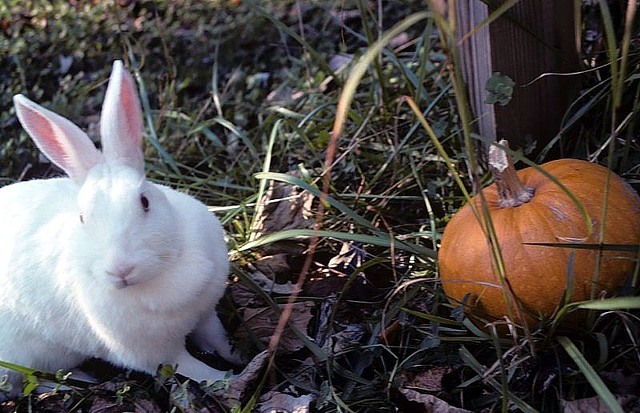 A New Zealand White rabbit sitting on grass and dried leaves beside a small orange pumpkin in an outdoor setting.